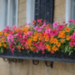 Tips for Thriving Window Box Gardens