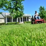 Top 3 Flea and Tick Lawn Treatment Methods for a Pest-Free Yard