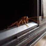 Why Do Cockroaches Come Out at Night