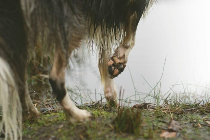 Why Do Dogs Scoot on Their Butts