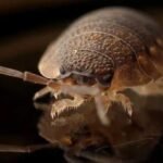 How Can Oklahoma City Pest Control Help?