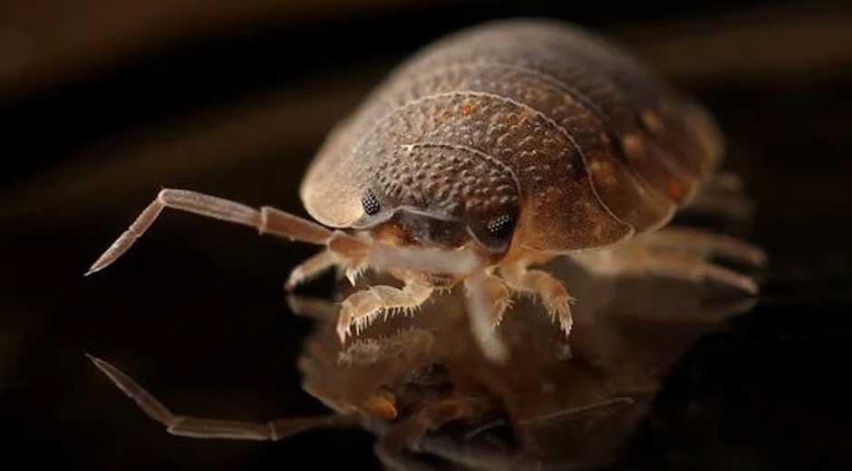 How Can Oklahoma City Pest Control Help?